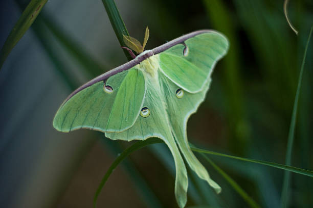 The Monthly Month: The Luna Moth