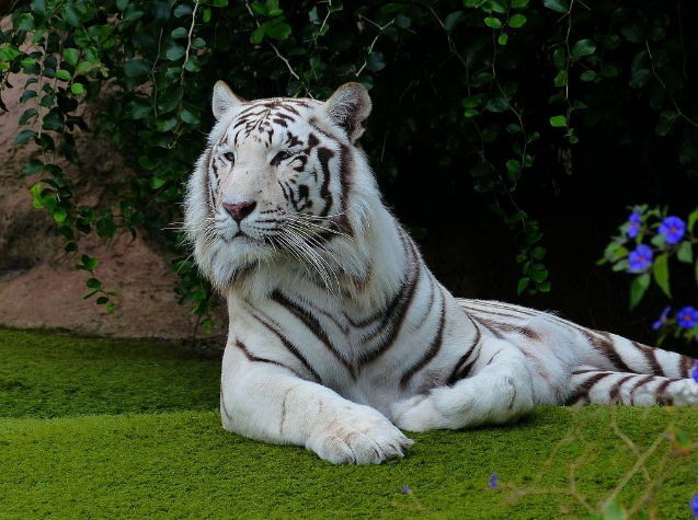 A white tiger laying down in the grass. White Bengal Tiger rest  pixaby.com, CC0 1.0