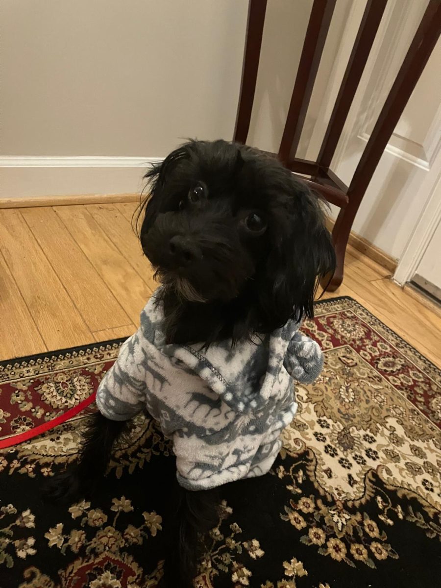 Alisa Thompson’s dog in a winter sweater
