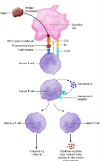  Activation and differentiation of helper T cell, CC by 3.0 US